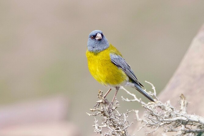 Half-Day Birdwatching Santiago: Wetland or Mountain - The guide and gear that make birding feel friendly