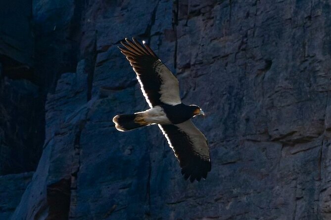 Half-Day Birdwatching Santiago: Wetland or Mountain - Picnic time: a practical break that keeps the day enjoyable