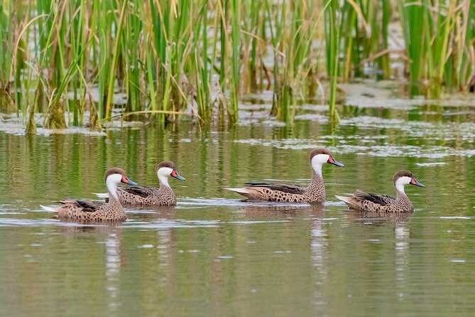 Half-Day Birdwatching Santiago: Wetland or Mountain - Price and value: what $180 buys you in real terms