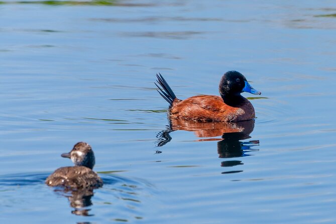Half-Day Birdwatching Santiago: Wetland or Mountain - How to choose: wetland focus or mountain focus