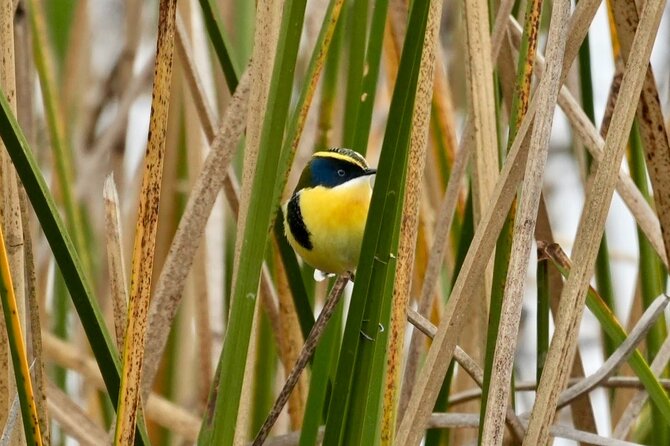 Half-Day Birdwatching Santiago: Wetland or Mountain - What to expect on the day, in plain terms