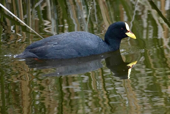 Half-Day Birdwatching Santiago: Wetland or Mountain - Farellones: Andes birding with raptors and condor chances