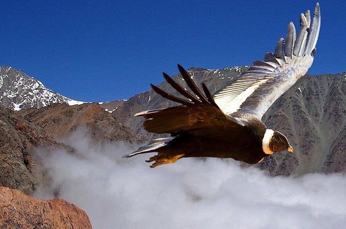 Half Day Private Trip to Valle Nevado with Cheese and Wine Carbon Neutral trip - Price and value: what you get for $220 per person