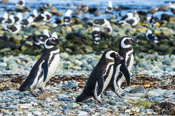 Half Day sailing Magdlena Island Penguin Colony P.Arenas October to March only - What you get in 4 hours: the island time is the point