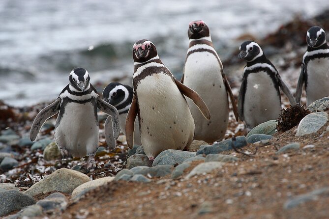 Half Day sailing Magdlena Island Penguin Colony P.Arenas October to March only - Departure times, weather reality, and how to stay sane