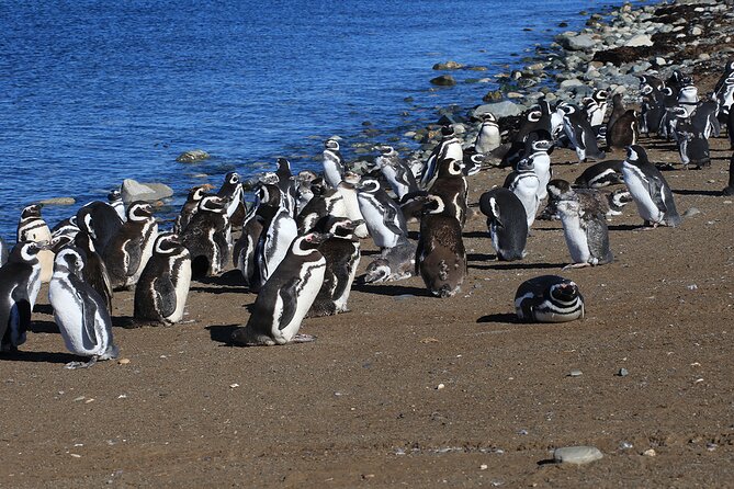 Half Day sailing Magdlena Island Penguin Colony P.Arenas October to March only - The guide and the value of having tickets handled