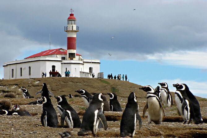 Half Day sailing Magdlena Island Penguin Colony P.Arenas October to March only - Should you book this Isla Magdalena penguin sailing?