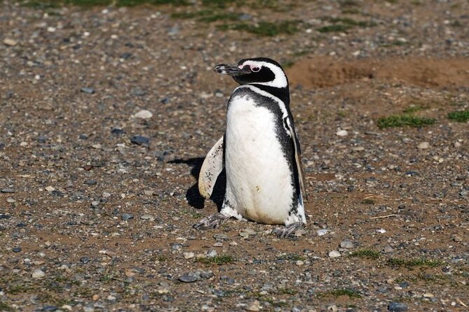 Half Day sailing Magdlena Island Penguin Colony P.Arenas October to March only - Penguins, plus a bonus chance at whales