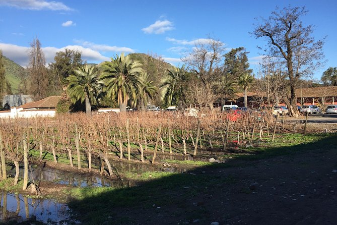 Half-Day Small-Group Santa Rita Vineyard Tour - From Santiago to Santa Rita: how the half-day actually feels