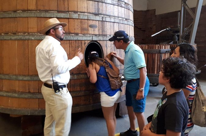 Half-Day Small-Group Santa Rita Vineyard Tour - Free entry to Museo Andino, plus time to browse