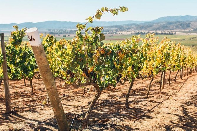 Half Day Trip to Casas del Bosque Vineyard from Santiago - Wine Tasting Included - Key highlights worth marking