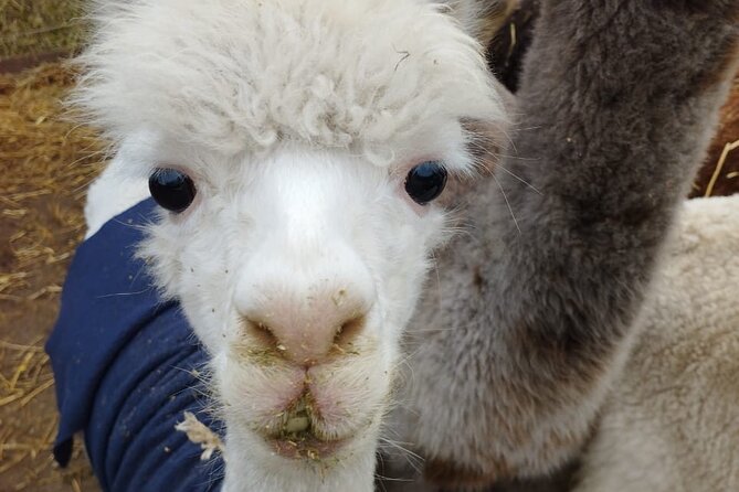 Horseback riding on beach, Winery, Alpacas, penguins & cowboyBBQ - A one-day Santiago circuit that hits wine, animals, and the coast