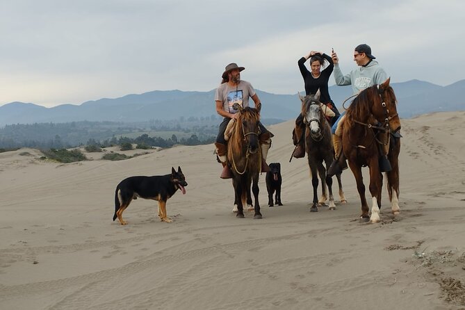 Horseback riding on beach, Winery, Alpacas, penguins & cowboyBBQ - Quintessence Alpacas: feeding time that feels genuinely wholesome