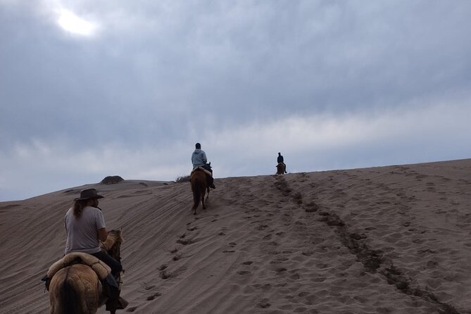 Horseback riding on beach, Winery, Alpacas, penguins & cowboyBBQ - Playa Punta Piedra cowboy BBQ: Chilean comfort food in dune-country