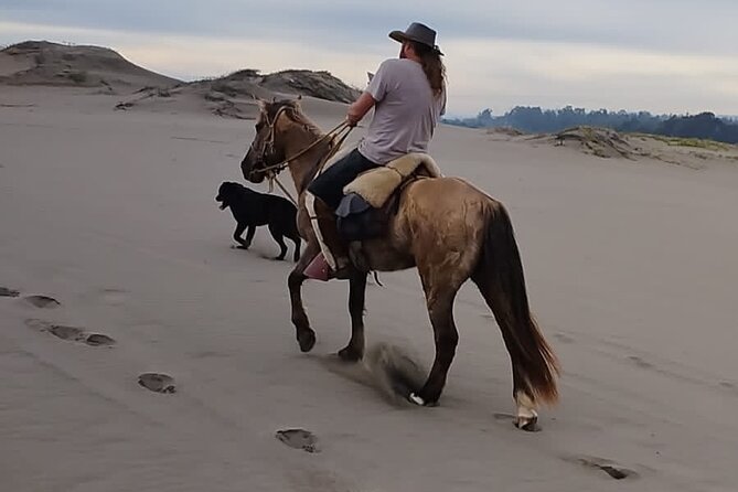 Horseback riding on beach, Winery, Alpacas, penguins & cowboyBBQ - Customization and the guide effect (Jimmy and small-group attention)