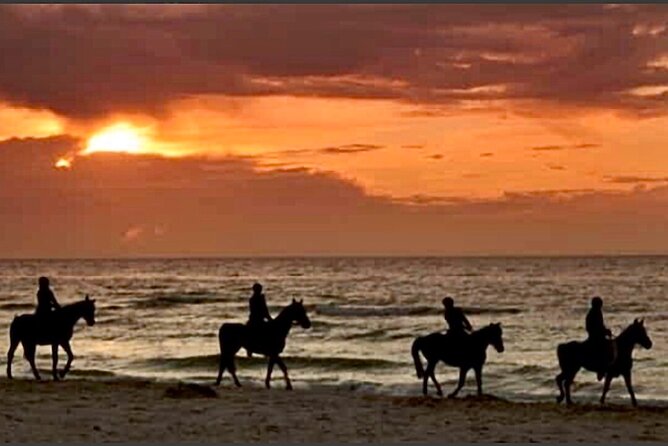 Horseback riding on beach, Winery, Alpacas, penguins & cowboyBBQ - Casablanca winery stop: four wines in about an hour