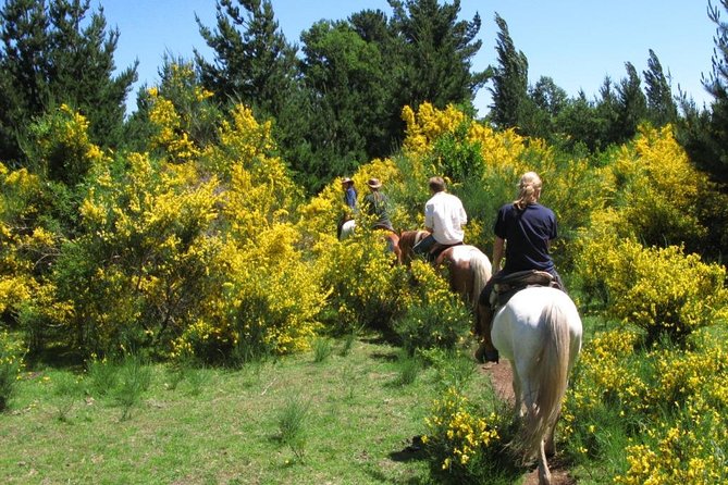 Horseback Trailride Excursion - Getting out of Pucón and into the Araucanía on horseback