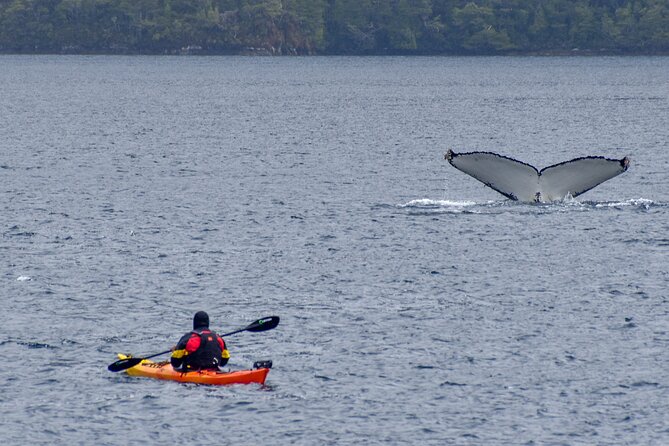 Kayaking with Whales and Wildlife Watching From Punta Arenas - Why This Whale and Kayak Day From Punta Arenas Works