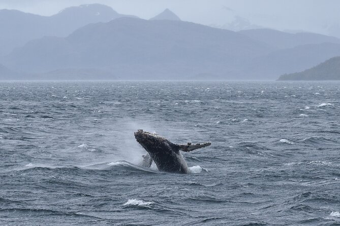 Kayaking with Whales and Wildlife Watching From Punta Arenas - Kayaking in the Barbara Channel: What It Feels Like When It Clicks