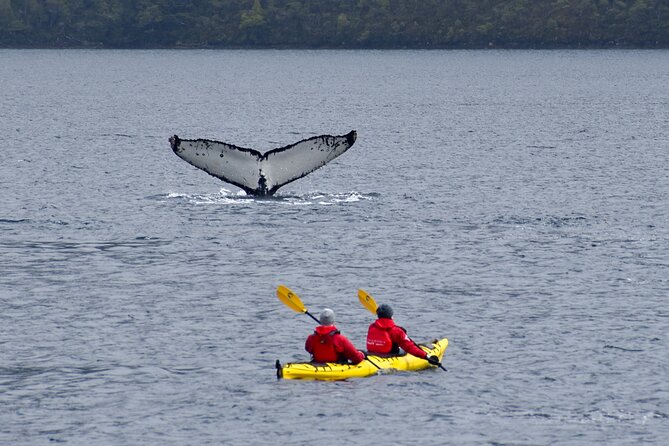 Kayaking with Whales and Wildlife Watching From Punta Arenas - Guides and the Safety Factor: Why Carlos and Ignacio Keep Coming Up