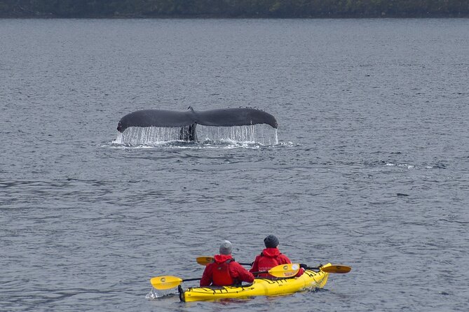 Kayaking with Whales and Wildlife Watching From Punta Arenas - Price and Value: Is $790 Worth It?