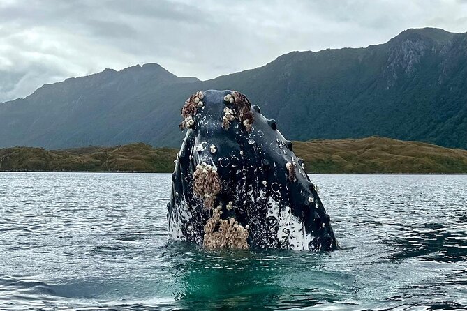 Kayaking with Whales and Wildlife Watching From Punta Arenas - How to Prepare: Clothing and Mindset for Cold Water Wildlife