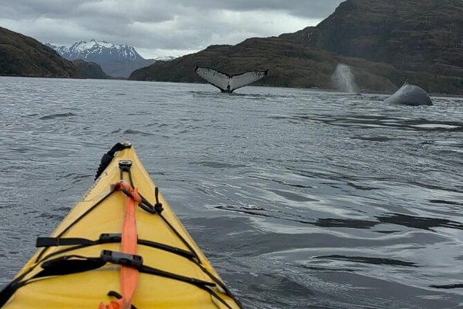 Kayaking with Whales and Wildlife Watching From Punta Arenas - Cabo Froward and the Strait of Magellan Cruise: Where the Day Feels Huge