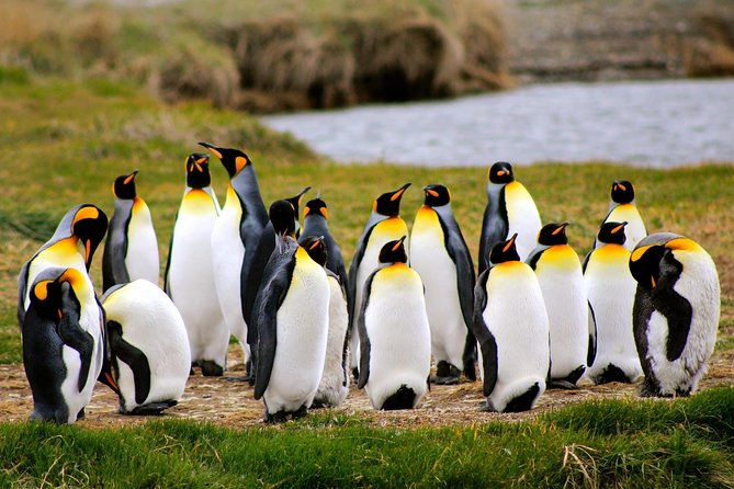 King Penguin Nature Reserve - Tierra del Fuego Island - Why King Penguins at Tierra del Fuego feel like a close-up