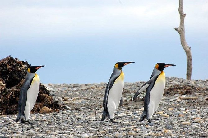 King Penguin Nature Reserve - Tierra del Fuego Island - The 5:00 am start and how the day actually moves