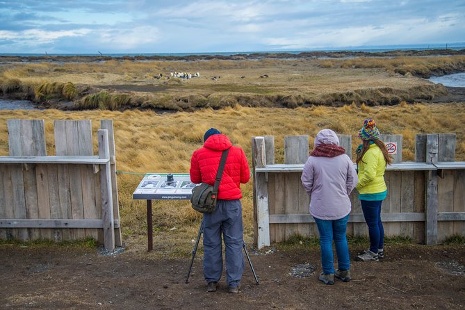 King Penguin Nature Reserve - Tierra del Fuego Island - Cerro Sombrero, lunch decisions, and the Porvenir possibility
