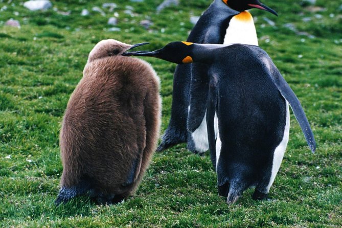 King Penguin & Tierra del Fuego Tour - The Morning Grind: Hotel Pickup and the Strait of Magellan Ferry