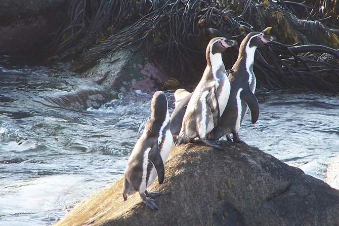 La Serena: Full day to Isla Damas & Humbolt Pinguino National Reserve - Punta Choros first, where the coast and camanchaca steal the show