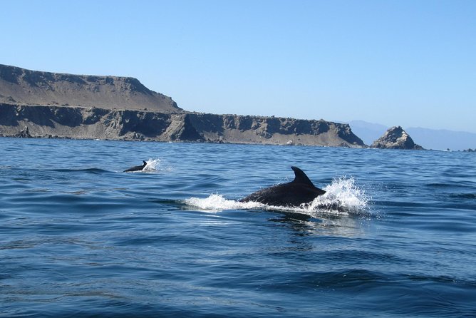 La Serena: Full day to Isla Damas & Humbolt Pinguino National Reserve - Who this tour suits best, families, nature lovers, and moderate walkers