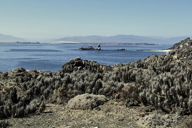 La Serena: Full day to Isla Damas & Humbolt Pinguino National Reserve - Should you book this full day to Isla Damas and the Humboldt Reserve?