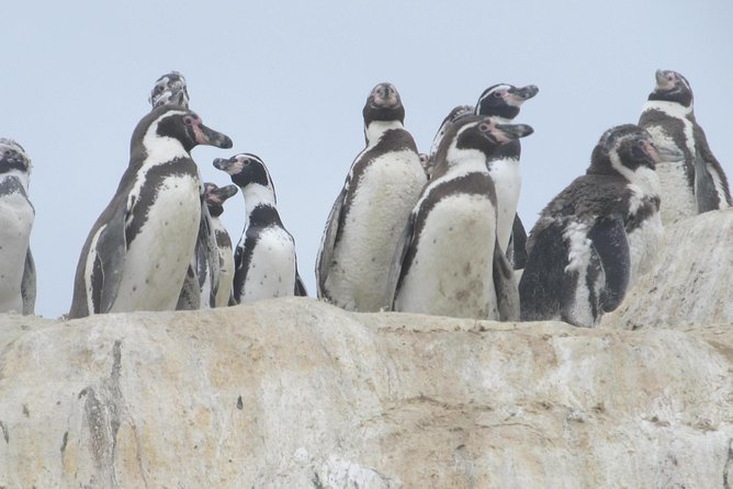 La Serena: Full day to Isla Damas & Humbolt Pinguino National Reserve - Humboldt Penguin National Reserve, what you can realistically expect