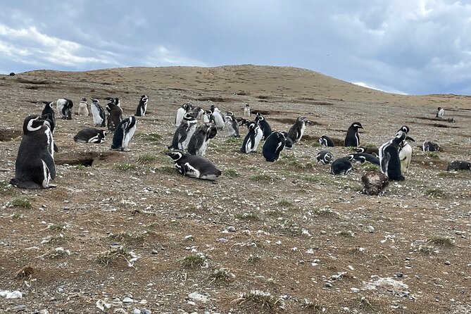 Magdalena Island Navigation - Key Highlights You’ll Feel During This Tour