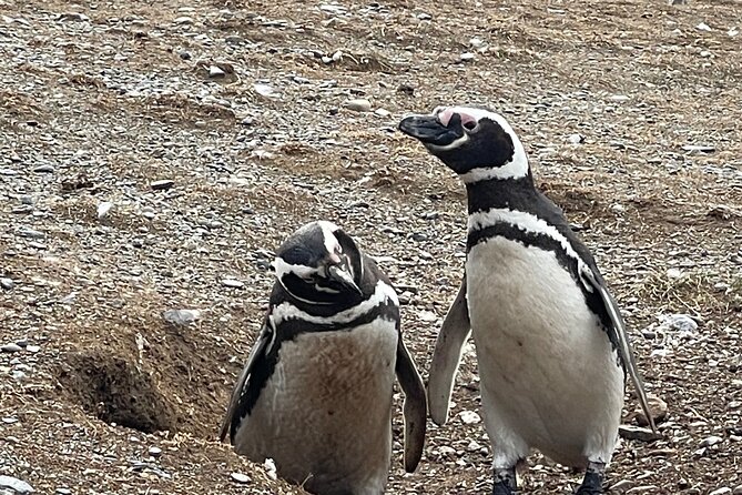 Magdalena Island Navigation - On the Ground With the Penguins: How the Walk Works and How to Enjoy It