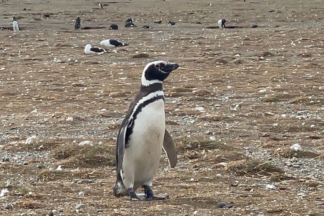 Magdalena Island Navigation - English Guiding and Staff Experience: How Explanations Improve Your Penguin Sighting