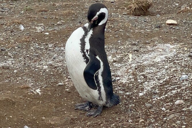 Magdalena Island Navigation - Price and Value: Is $180 a Fair Deal for a 4.5 Hour Penguin Visit?