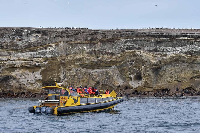 Magdalena Island Penguin Boat Tour and Marta Island - Key highlights worth planning around