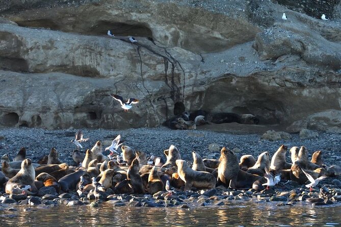 Magdalena Island Penguin Boat Tour and Marta Island - The guides, the group, and that early-morning reality check