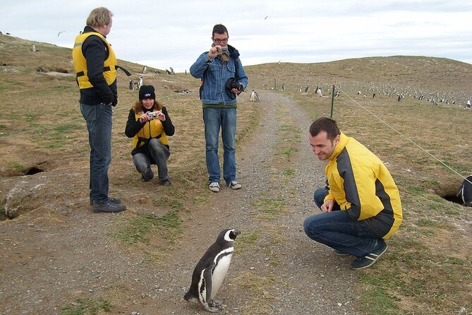 Magdalena Island Penguin Boat Tour and Marta Island - What you get for $162: value beyond the ticket price