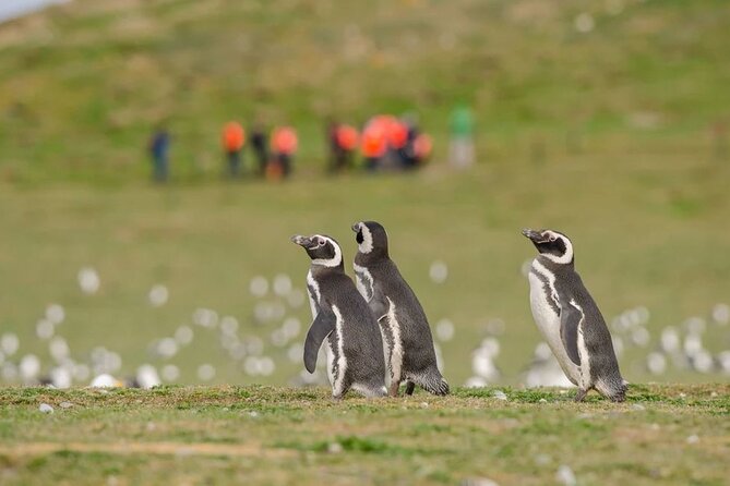 Magdalena Island Penguin Boat Tour and Marta Island - Timing and weather: why the early start is non-negotiable