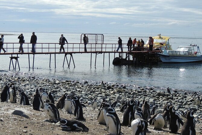 Magdalena Island Penguin Boat Tour and Marta Island - Drop-off choices and your end-of-day plan