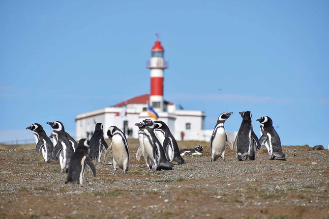 Magdalena Island Penguin Boat Tour and Marta Island - Isla Marta: wildlife on the water, plus a slower pace in the middle