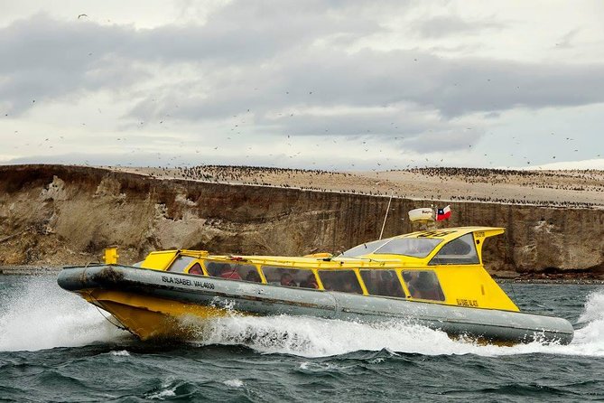 Magdalena Island Penguin Tour by Boat from Punta Arenas - Why This Penguin Trip Feels Like More Than a One-Spot Photo Stop
