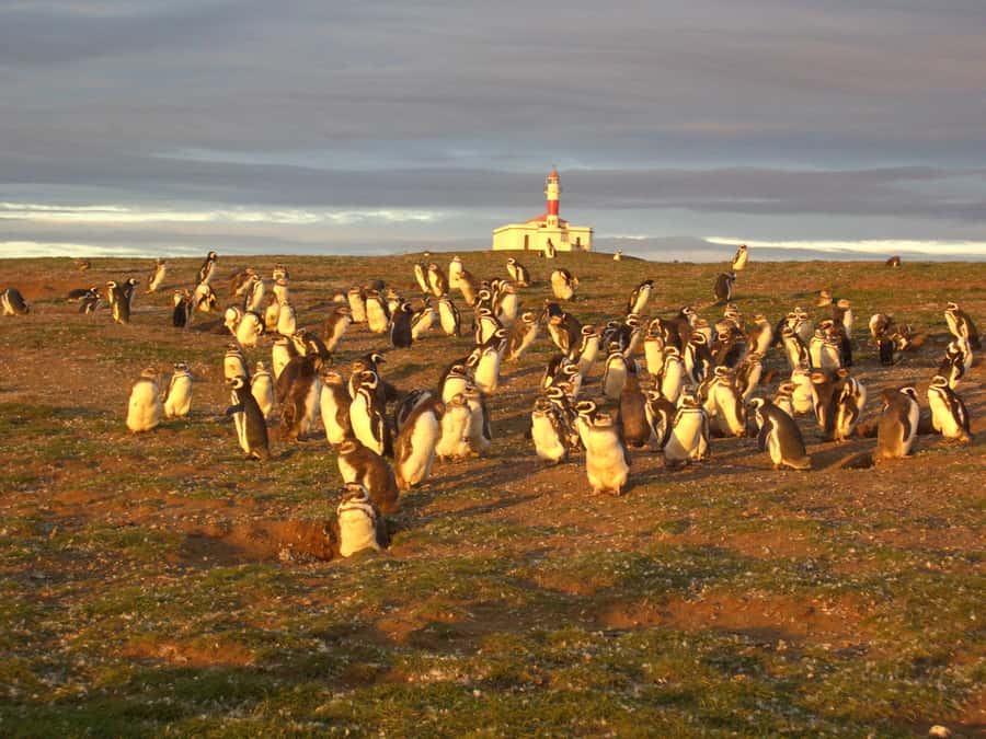 Magdalena Island Penguin Tour by Boat from Punta Arenas - Lighthouse and Interpretation Center: A Small Stop With Big Context