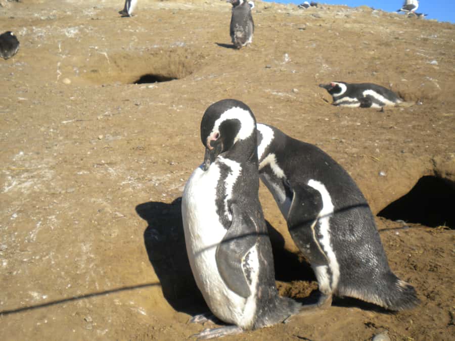 Magdalena Island Penguin Tour by Boat from Punta Arenas - Guide Style and Communication: What to Expect From the Human Part