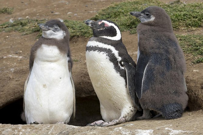 Magdalena Island Penguin Tour by Boat from Punta Arenas - Punta Arenas to the Pier: Plan for Cold Weather Energy and Time Buffers