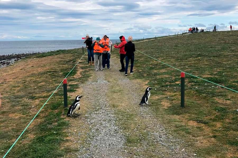 Magdalena Island: Walk with the penguins - Key highlights you will actually care about